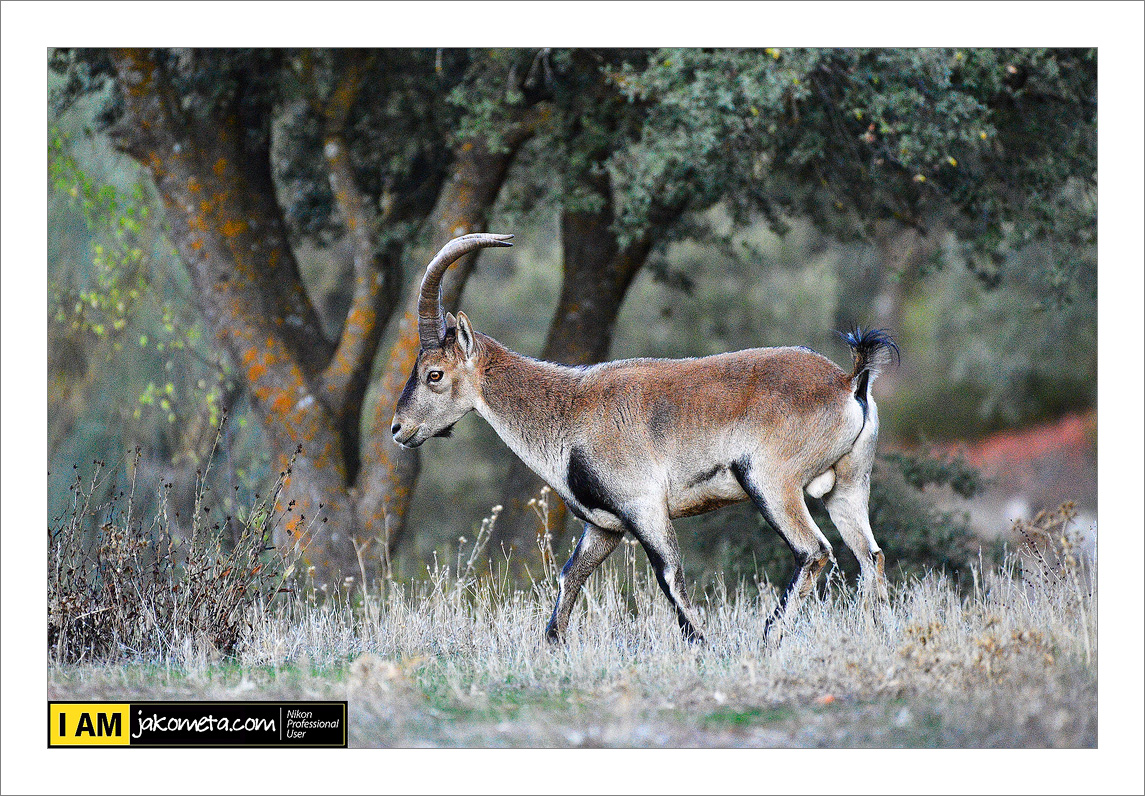 Spanish animals